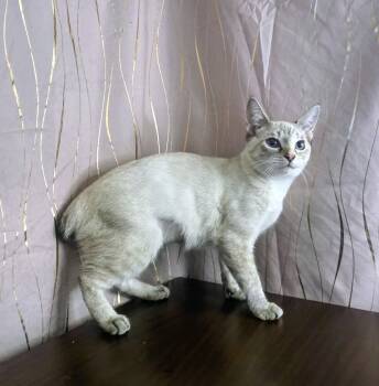 Rescue Siamese and American Bobtail Cats for Adoption in Long Beach, Mississippi - BonBon | PetCurious