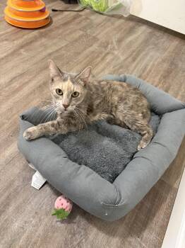 Henrietta -  Tortoiseshell Cat for Adoption in Harrisburg, Pennsylvania - Henrietta | PetCurious