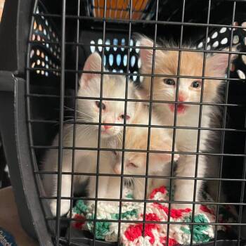 Bridget -  Domestic Short Hair Cat for Adoption in Hemet, California - Bridget | PetCurious