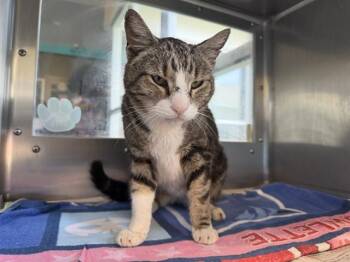 Domestic Short Hair Cats Available for Adoption in Grand Prairie, Texas - MR BOOTS | PetCurious