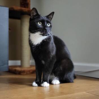 Rescue Domestic Short Hair Cats for Adoption - Pizza | PetCurious