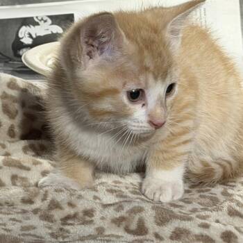 Tony -  Domestic Short Hair Cat for Adoption in Pauls Valley, Oklahoma - Tony | PetCurious
