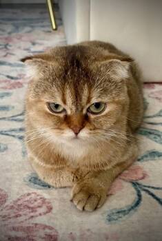 Toffee -  Scottish Fold Cat for Adoption - Toffee | PetCurious