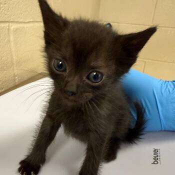 Limestone -  Domestic Short Hair Cat for Adoption in Troy, Virginia - Limestone | PetCurious