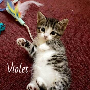 Violet -  Domestic Short Hair Cat for Adoption in Pardeeville, Wisconsin - Violet | PetCurious
