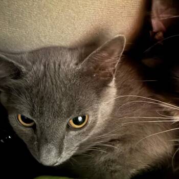 Churro -  Domestic Medium Hair Cat for Adoption in Concord, New Hampshire - Churro | PetCurious