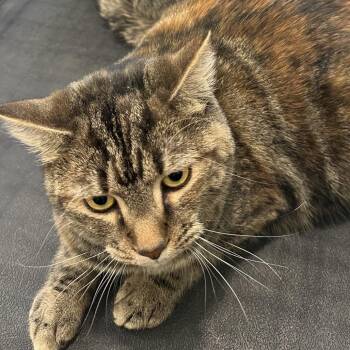 Domestic Short Hair Cats Available for Adoption in Lynchburg, Virginia - Sky | PetCurious