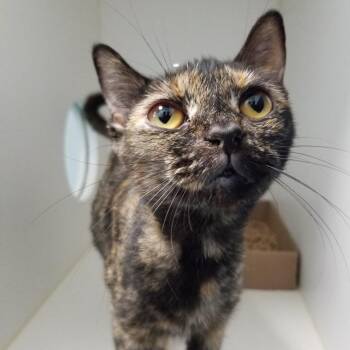 Mewdusa -  Domestic Short Hair Cat for Adoption in Philadelphia, Pennsylvania - Mewdusa | PetCurious