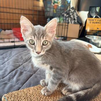 Alfalfa -  Domestic Short Hair Cat for Adoption in Aldie, Virginia - Alfalfa | PetCurious
