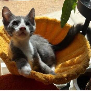 Phil -  Domestic Short Hair Cat for Adoption in Orangevale, California - Phil | PetCurious