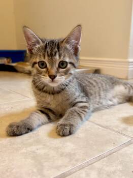 Jean -  Domestic Short Hair Cat for Adoption in Hamilton, Ontario - Jean | PetCurious