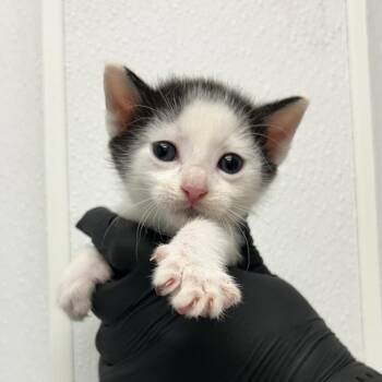 Lays -  Domestic Short Hair Cat for Adoption in Abilene, Texas - Lays | PetCurious