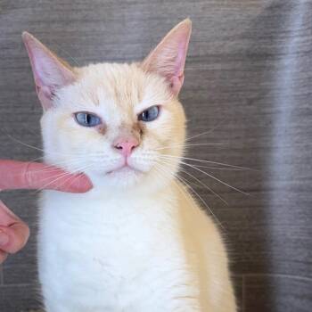 Shaken Bacon -  Domestic Short Hair Cat for Adoption in Fredericksburg, Virginia - Shaken Bacon | PetCurious