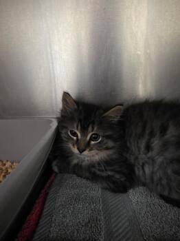 Esmeralda -  Domestic Long Hair Cat Available for Adoption in Meriden, Connecticut - Esmeralda | PetCurious