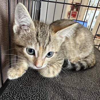 Ride -  Domestic Short Hair Cat for Adoption in Los Angeles, California - Ride | PetCurious