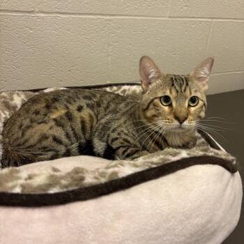 Cashew CS-098/26 -  Bengal Cat for Adoption in Burlington, Ontario - Cashew CS-098/26 | PetCurious