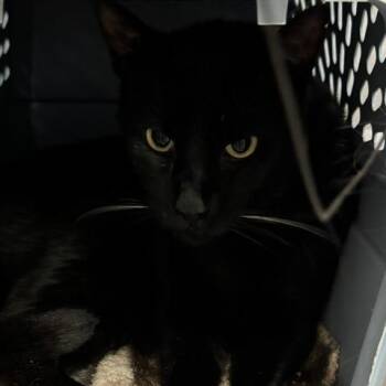 0626-146 LP Daniel -  Domestic Short Hair Cat for Adoption in Abingdon, Maryland - 0626-146 LP Daniel | PetCurious