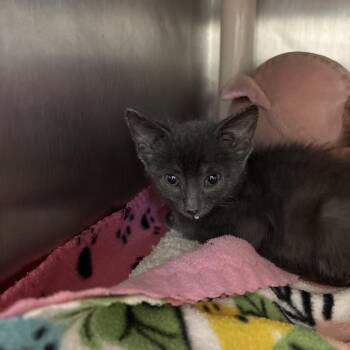 Quasar -  Domestic Short Hair Cat for Adoption in Kanab, Utah - Quasar | PetCurious
