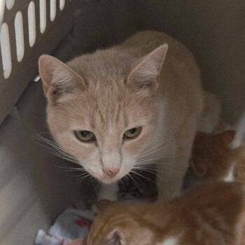 American Shorthair Cats Available for Adoption - Helena | PetCurious