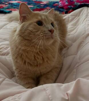 Domestic Medium Hair and Tabby Cats Available for Adoption - Ferris Beuller | PetCurious