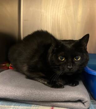 Binx (Lita) -  Domestic Short Hair Cat for Adoption in Johnson City, Tennessee - Binx (Lita) | PetCurious