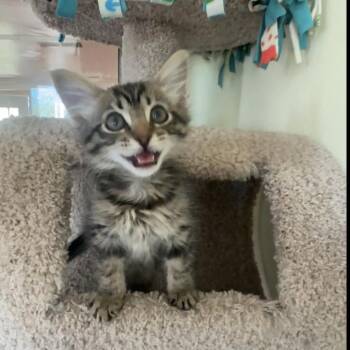 Oliver -  Domestic Medium Hair Cat for Adoption in Tucson, Arizona - Oliver | PetCurious