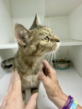 Ferngully -  Domestic Short Hair Cat for Adoption in Reisterstown, Maryland - Ferngully | PetCurious