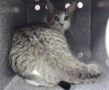 Domestic Short Hair Cats Available for Adoption in Houston, Texas - MAKAYLA | PetCurious