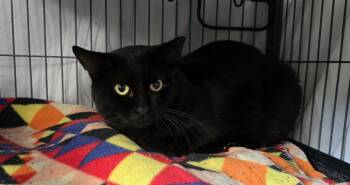 Rescue Domestic Short Hair Cats for Adoption in Dickson, Tennessee - Ion | PetCurious