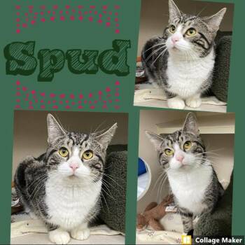 Spud -  Domestic Short Hair Cat for Adoption in Clearfield, Pennsylvania - Spud | PetCurious