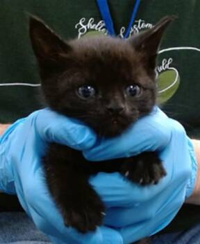 A473134 -  Domestic Short Hair Cat for Adoption in Oklahoma City, Oklahoma - A473134 | PetCurious