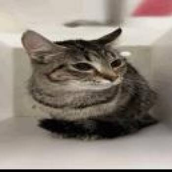 Princess -  Domestic Short Hair Cat for Adoption in Indianapolis, Indiana - Princess | PetCurious