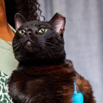 Domestic Short Hair Cats Available for Adoption in Hattiesburg, Mississippi - Carlie | PetCurious