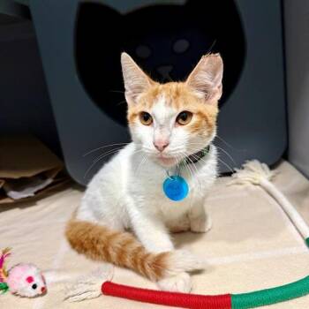 JAKE -  Domestic Short Hair Cat for Adoption in Leesburg, Virginia - JAKE | PetCurious