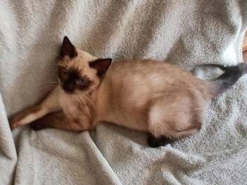 Sophia - PSP Foster Home -  Siamese Cat for Adoption in Oakland Park, Florida - Sophia - PSP Foster Home | PetCurious