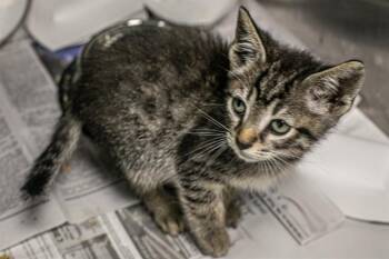 RAMSES -  Domestic Short Hair Cat for Adoption in Charlotte, North Carolina - RAMSES | PetCurious