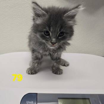 Qumi -  Domestic Short Hair Cat for Adoption in Los Angeles, California - Qumi | PetCurious