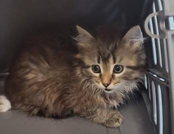 Domestic Long Hair Cats Available for Adoption in Lawrenceville, Georgia - Kc-20 | PetCurious