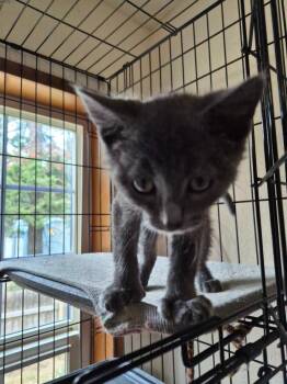 Smokey -  Extra Toes Cat Hemingway Polydactyl Cat for Adoption in Thompson Falls, Montana - Smokey | PetCurious