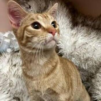 Tabby Cats Available for Adoption - Roy | PetCurious