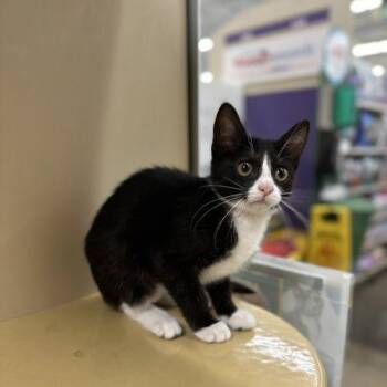 Meredith -  Domestic Short Hair Cat for Adoption in Edmond, Oklahoma - Meredith | PetCurious
