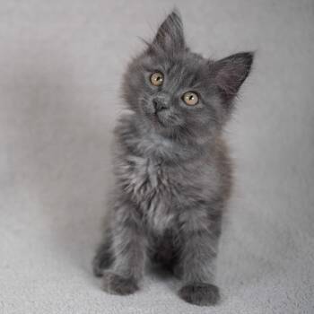 Domestic Medium Hair and Russian Blue Cats Available for Adoption in Sunnyvale, California - Chandler (Green) | PetCurious