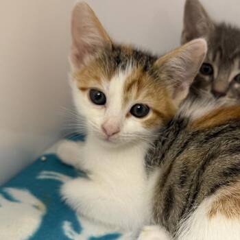 Elderberry -  Domestic Short Hair Cat for Adoption in Los Angeles, California - Elderberry | PetCurious