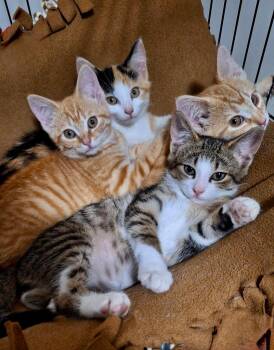 Skooby Doo -  Domestic Medium Hair Cat for Adoption in Westfield, New York - Skooby Doo | PetCurious