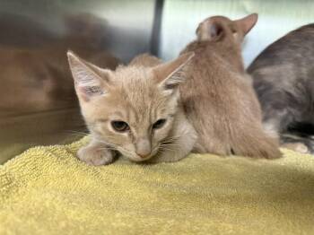 PEACH -  Domestic Short Hair Cat for Adoption in Grand Prairie, Texas - PEACH | PetCurious