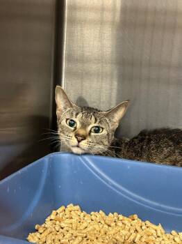 Boggy -  Domestic Short Hair Cat for Adoption in Gautier, Mississippi - Boggy | PetCurious