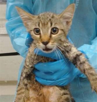 A477873 -  Domestic Short Hair Cat for Adoption in Oklahoma City, Oklahoma - A477873 | PetCurious