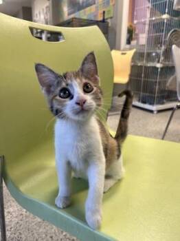 Rescue Domestic Short Hair Cats for Adoption in Baton Rouge, Louisiana - Ruby | PetCurious