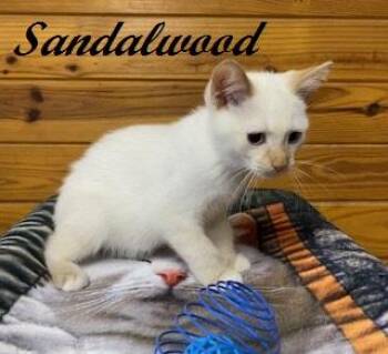 Sandalwood - Flame Point Siamese -  Siamese Cat for Adoption in Southern Pines, North Carolina - Sandalwood - Flame Point Siamese | PetCurious
