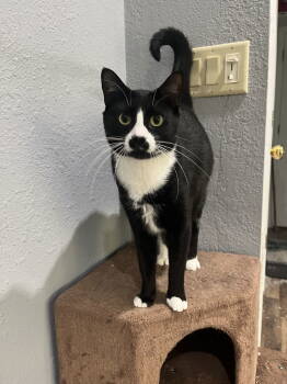 Rescue Domestic Short Hair Cats for Adoption in Naples, Florida - Adolfina | PetCurious